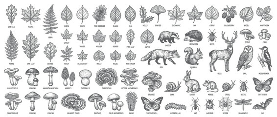 Vintage Nature Illustrations: Leaves, Fungi, and Forest Animals © jono