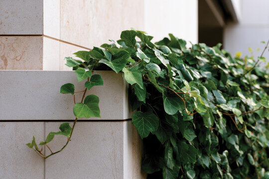 This captivating image shows lush green ivy elegantly sprawled across modern stone walls, illustrating the rich contrast between nature and contemporary architectural elements.