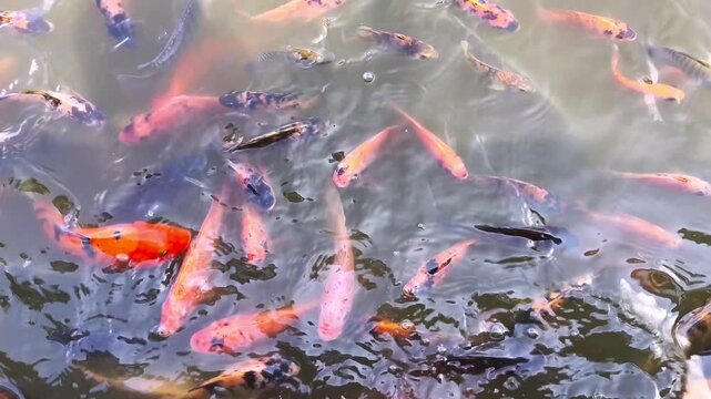 Koi or Cyprinus fish swarm in dark, churning water. Red, orange, and white fish compete for food. They leap, twist, and dart in chaotic motion. Water splashes as they devour scattered meal