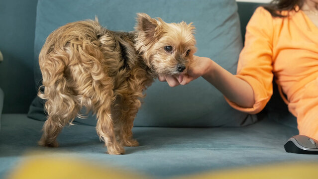 woman pets terrier who approaches for attention during computer work. affectionate terrier seeks interaction with owner at home. loving terrier interrupts work for companionship and care