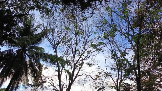 Low angle tilt up shot of tropical trees against a blue sky
