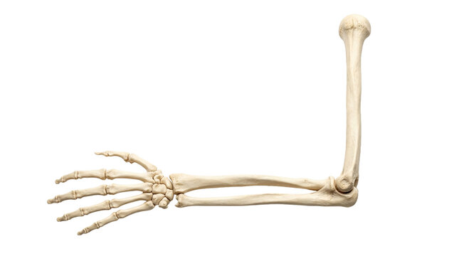 Human arm and hand skeleton isolated, illustrating anatomy, orthopedics, medical education, and healthcare concepts