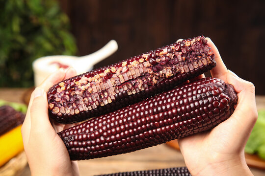 Purple Corn Cobs with Dark Kernels Held in Hands - Fresh Heirloom Variety Ready to Eat