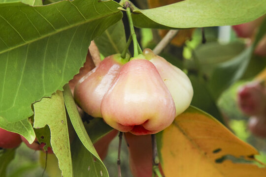 Fresh Rose Apple Fruit Growing on Tree with Green Leaves in Tropical Garden