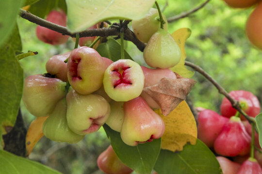 Ruby Red Wax Apples Growing Fresh on Tree Branch in Hainan Tropical Orchard