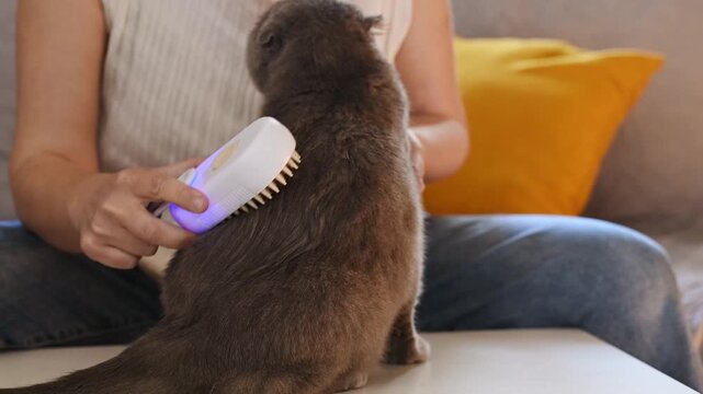 Woman grooming gray Scottish Fold cat with steam pet brush on couch at home, pet care, cat grooming, removing loose fur, coat care, deshedding, feline hygiene, cozy living room, pet owner, domestic ca