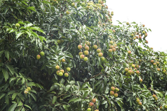 Fresh Lychee Fruit Growing on Trees in Hainan - Tropical Agriculture and Exotic Fruit Varieties