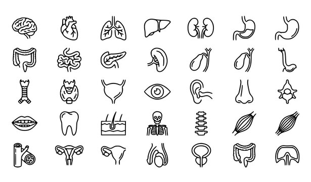 Human Organs Line Icons Set Medical Anatomy Editable Stroke Vector