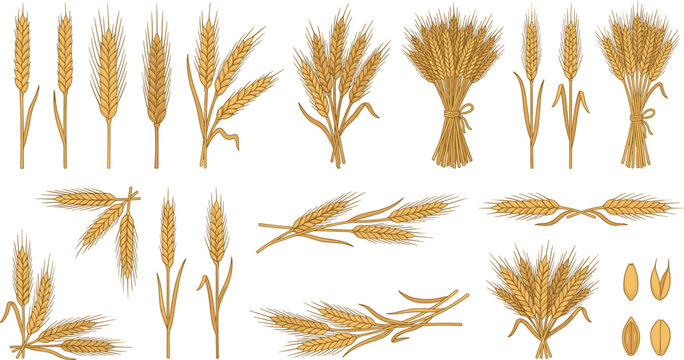 Golden Wheat Sheaf Bundle and Agriculture Grain Branch Collection for Organic Food Bakery Flour Corporate Branding Vector Graphic Designs