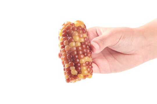 Hand Holding Colorful Indian Corn Cob - Traditional Harvest Season Produce on White Background
