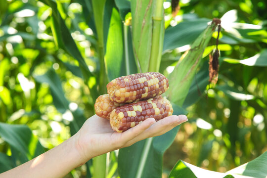 Colorful Glutinous Sweet Corn Harvest - Hand Holding Multi-Colored Corn Cobs in Field