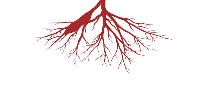 Blood Vessels Network Isolated on White Background