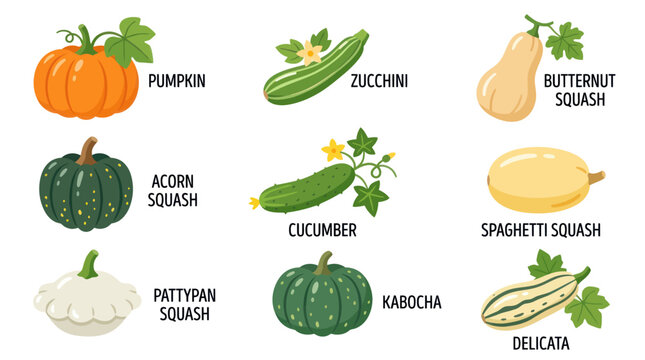 Assorted summer and winter squash varieties
