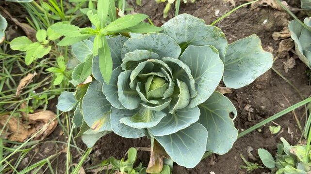 Green cabbage head grows tightly wrapped inside large spreading outer leaves in agricultural field.