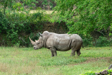 Parque Zoológico Nacional, Santo Domingo, República Dominicana © JOEL LEGER