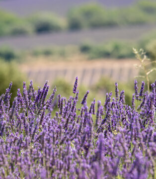 Fragrant Purple Blooming Lavender Growing in Fields on the Valensole Plateau, Provence, France