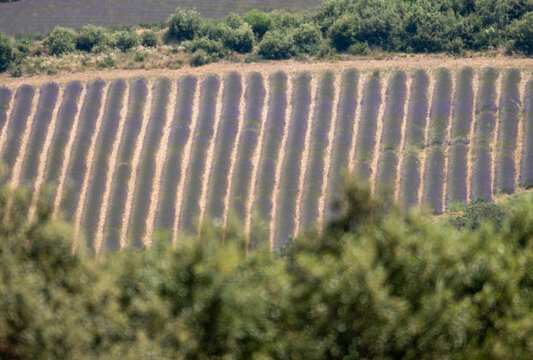 Fragrant Purple Blooming Lavender Growing in Fields on the Valensole Plateau, Provence, France