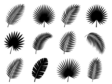 Collection of 12 unique black palm leaf silhouettes featuring tropical fronds and fan leaves with elegant natural shapes, isolated on white background in clean vector style