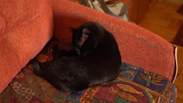Black cat pet close-up licking its fur pn the bed