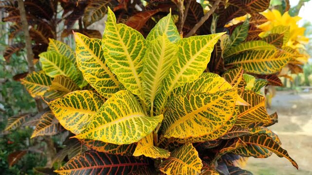 The leaves of the Croton ornamental plant (Codiaeum variegatum) thrive in yards and gardens. In Indonesia, this plant is known as Puring.