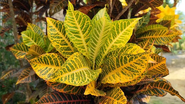 The leaves of the Croton ornamental plant (Codiaeum variegatum) thrive in yards and gardens. In Indonesia, this plant is known as Puring.