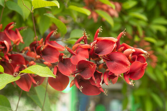 Bright red blooming flowers of Erythrina crista-galli cockspur coral tree