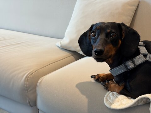 Sad dachshund lying on a couch and looking at the camera