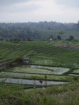 Jatiluwih rice terraces landscape in bali, indonesia