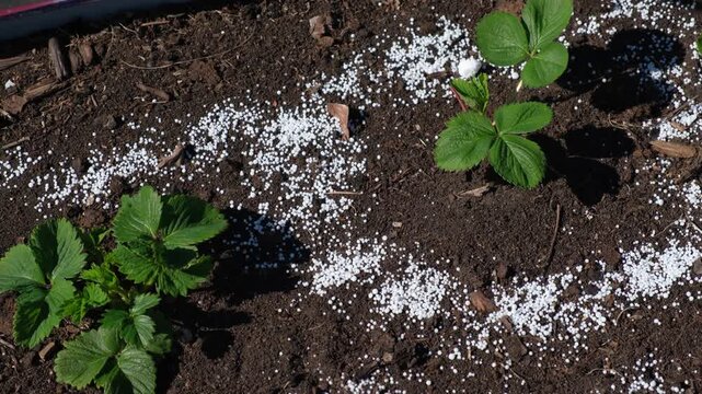 White fertilizer mineral granules scattered around young green strawberry seedlings. Rich topsoil, sunny outdoor. Soil infused fertilizers supports plant development. Garden area, fertilized plants