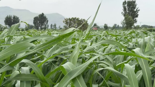 Expansive sorghum (chari, jowar) field thriving with lush green stalks under cultivation.