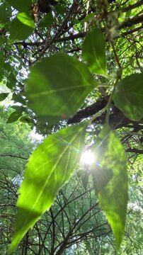 Large bright green leaf filmed close-up from below in forest in summer daylight. Camera slowly pans, keeping leaf in foreground while sunlight flares behind it through the tree canopy.