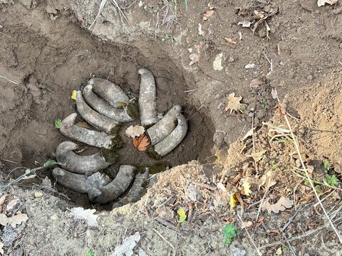 Cow horns filled with manure placed in a soil pit before burial as part of biodynamic farming practice