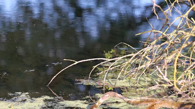 Overhanging tree branches above calm canal water with reflections, floating aquatic plants and peaceful natural scenery.