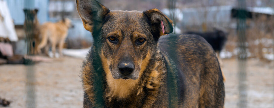 Homeless Dog in Animal Shelter Kennel Waiting for Adoption