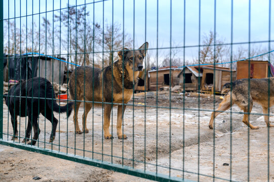 Homeless Dog in Animal Shelter Kennel Waiting for Adoption