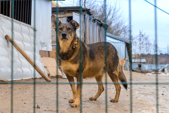 Homeless Dog in Animal Shelter Kennel Waiting for Adoption