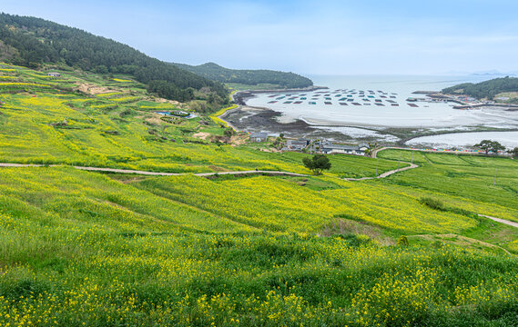 유채꽃,청보리밭,다랭이논,시골길,바다,청산도,완도군,전남