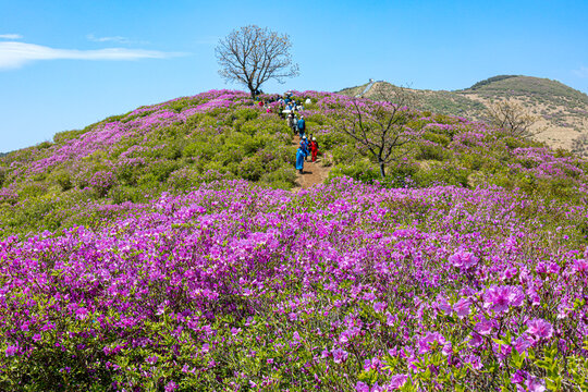등산객,등산,등산로,철쭉,황매산,합천군,경남