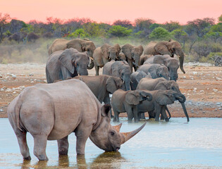 Rhino drinking water from a small lake - Group of elephant family drinking water in lake at amazing sunset - Etosha National Park, Namibia, Africa  © muratart