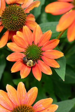 Bumble bee collecting pollen from a bright orange coneflower, close-up. Vertical.