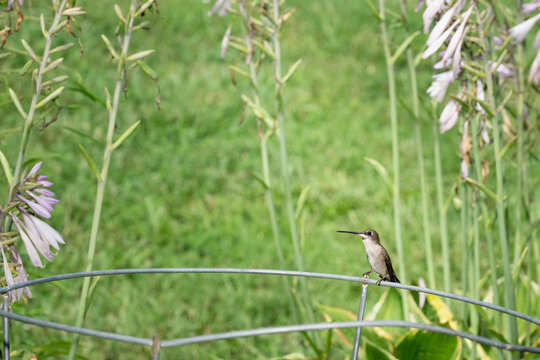 Young, hummingbird perched on a wire cage in a flower garden.