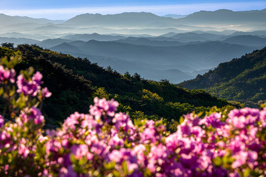 철쭉,안개,능선,황매산,합천군,경남