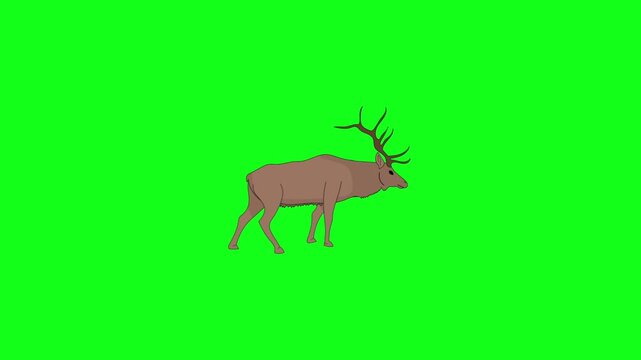 deer in the forest Male Deer with Antlers Walking Loop Animation on Green Screen