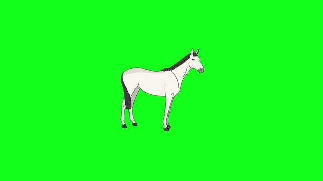 horse vector illustration White Horse Standing Still Animation on Green Screen