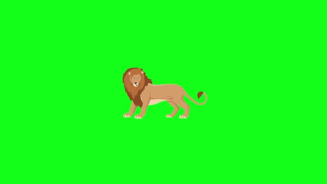 Majestic Male Lion Standing Still Cartoon Animation on Green Screen