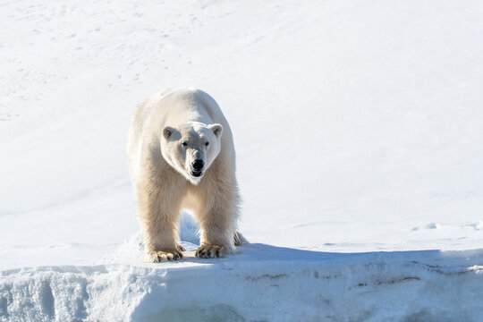 Adult male polar bear , Ursus Maritimus, on snowy ice edge in Svalbard, Norway. Front view in bright arctic landscape.