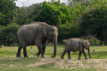 Asian elephant mother walking with calf in Yala National Park Sri Lanka © Paul