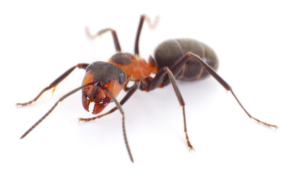 Red wood ant isolated on white background