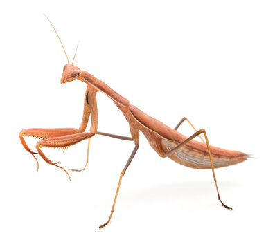 Brown praying mantis isolated on white background