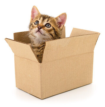 Small tabby kitten inside a cardboard box isolated on white background